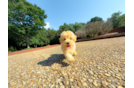 Maltipoo Pup Being Cute