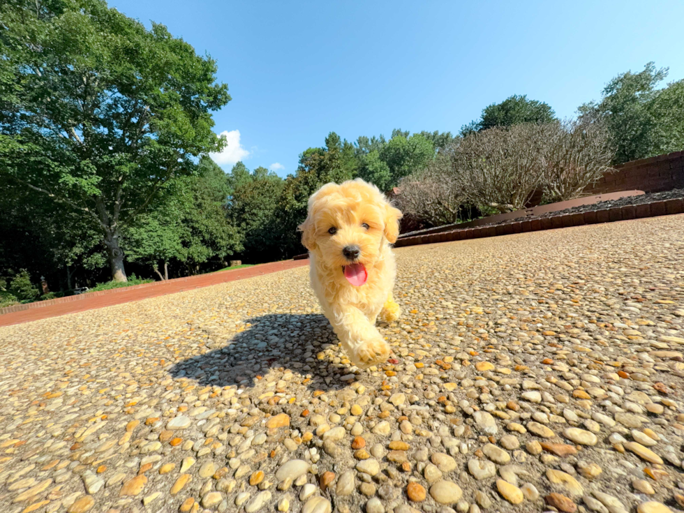 Maltipoo Pup Being Cute