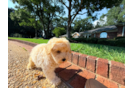 Cute Maltipoo Poodle Mix Pup