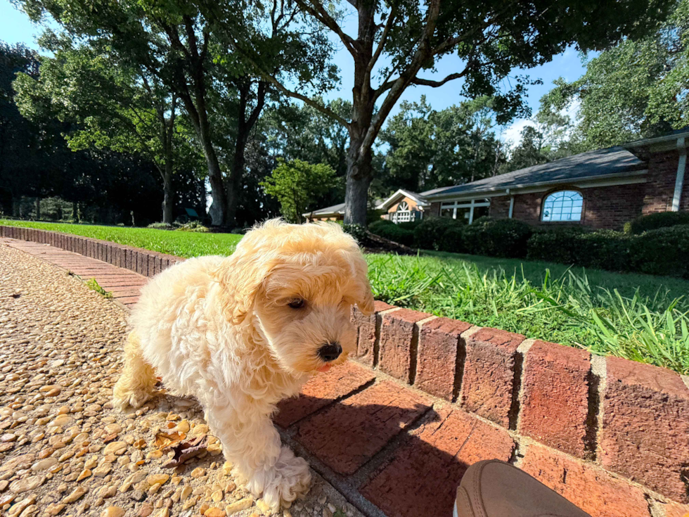 Cute Maltipoo Poodle Mix Pup