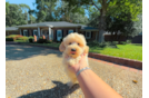 Cute Malt a Poo Poodle Mix Puppy