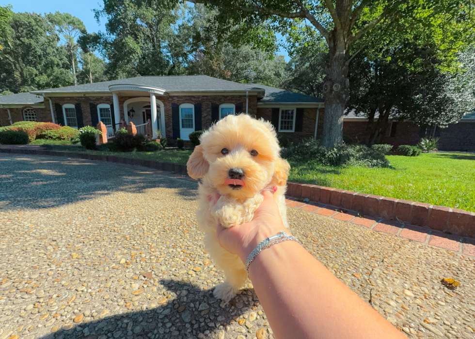 Cute Malt a Poo Poodle Mix Puppy