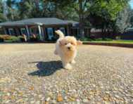 12 week old Maltipoo Puppy For Sale - Simply Southern Pups