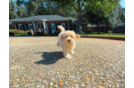 Maltipoo Pup Being Cute