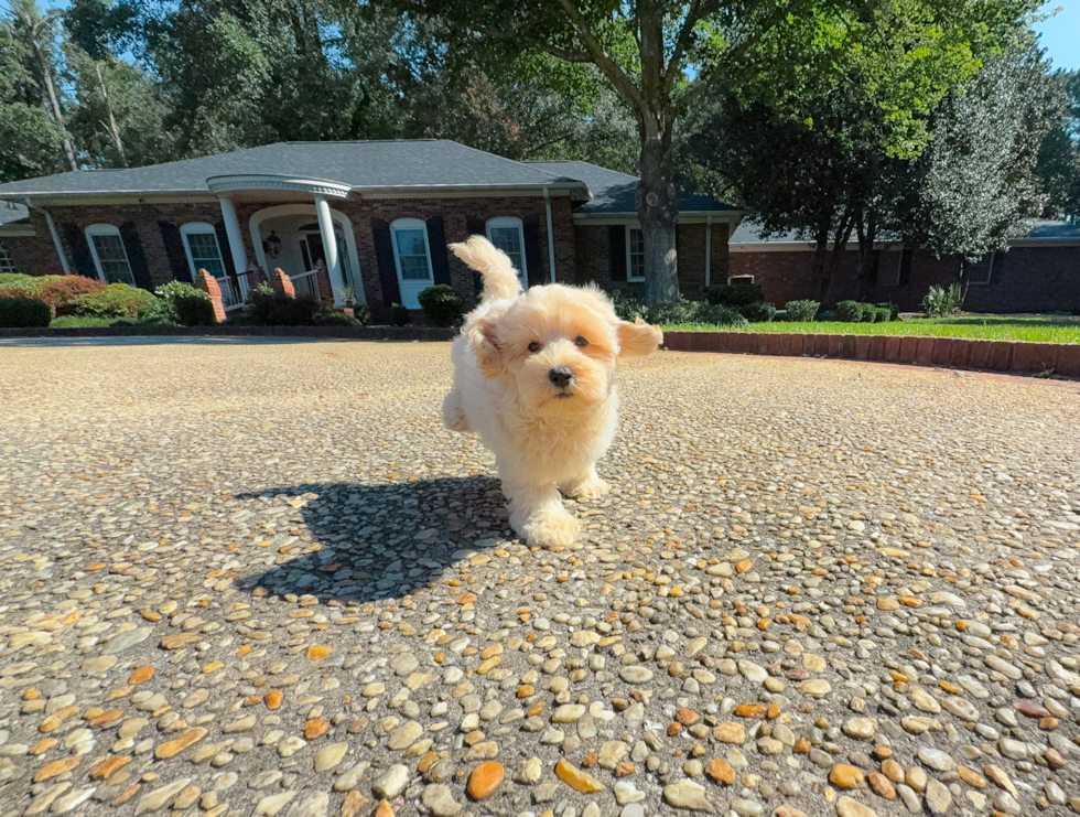 Maltipoo Pup Being Cute