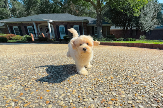 Maltipoo Pup Being Cute