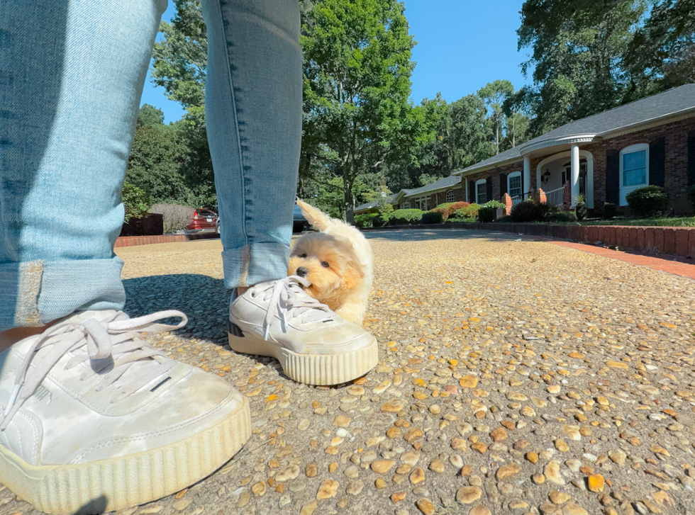 Cute Malt a Poo Poodle Mix Puppy