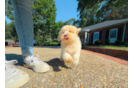 Cute Malt a Poo Poodle Mix Puppy