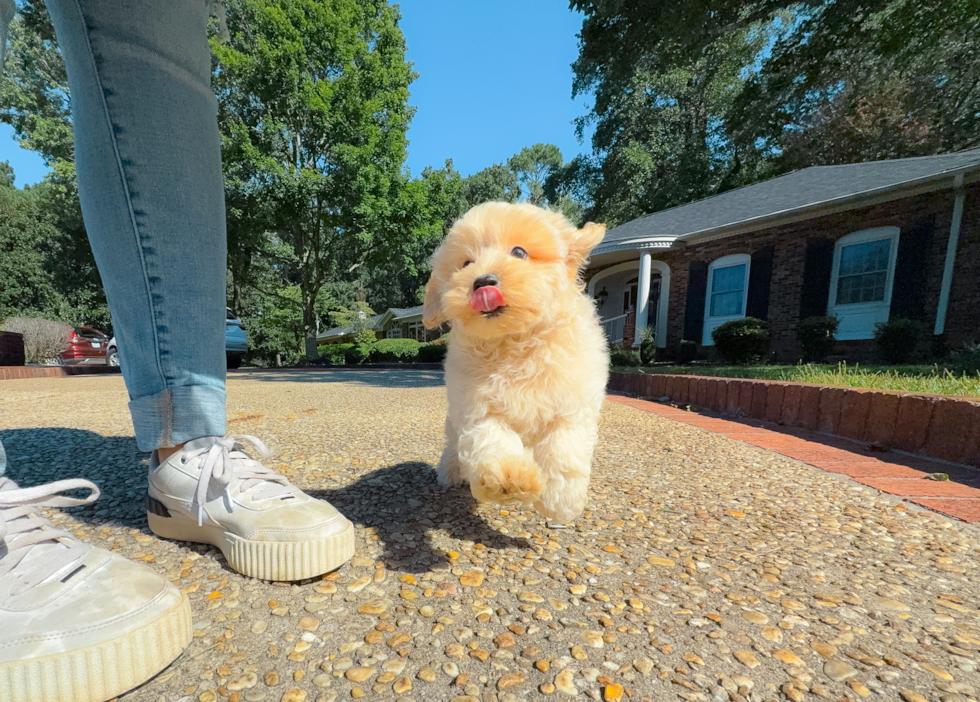 Cute Malt a Poo Poodle Mix Puppy