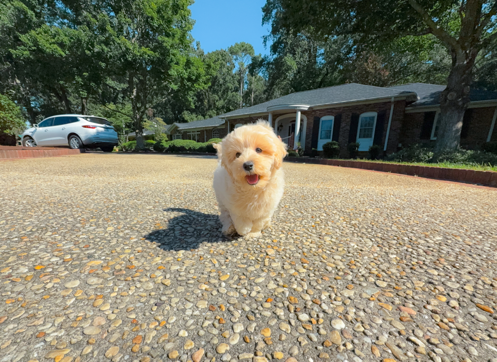 Cute Malt a Poo Poodle Mix Puppy
