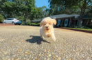 Maltipoo Puppy for Adoption