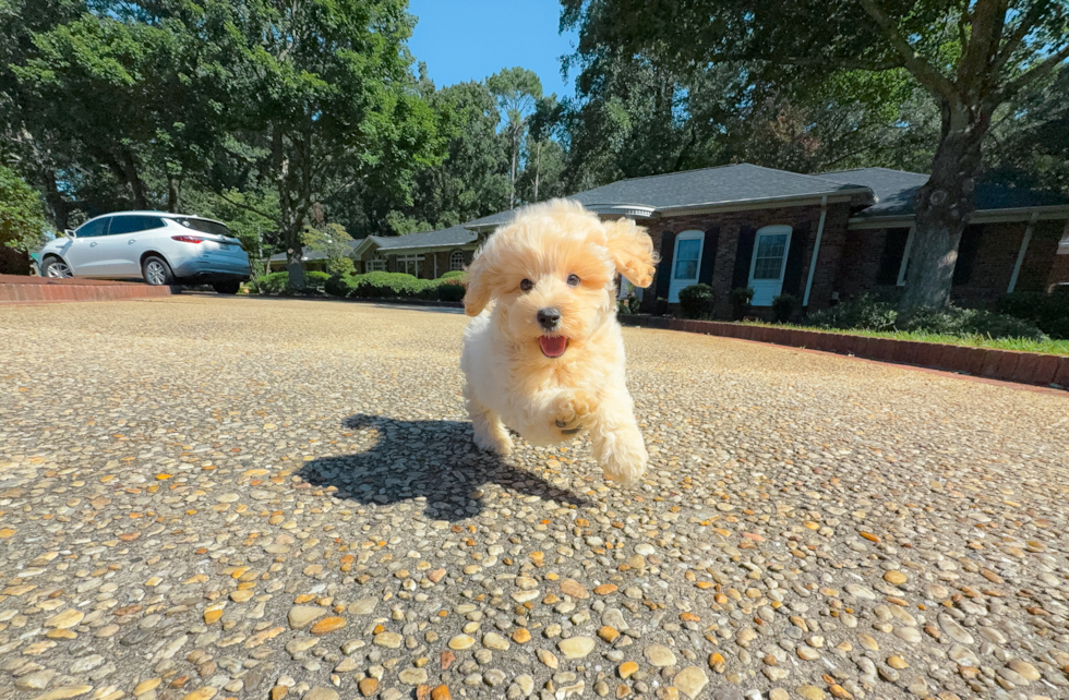Maltipoo Puppy for Adoption