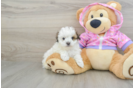 Best Maltipoo Baby