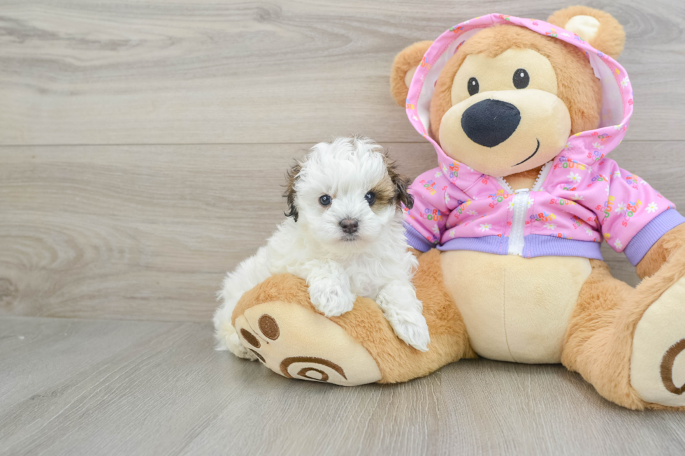 Best Maltipoo Baby