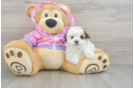 Maltipoo Puppy for Adoption