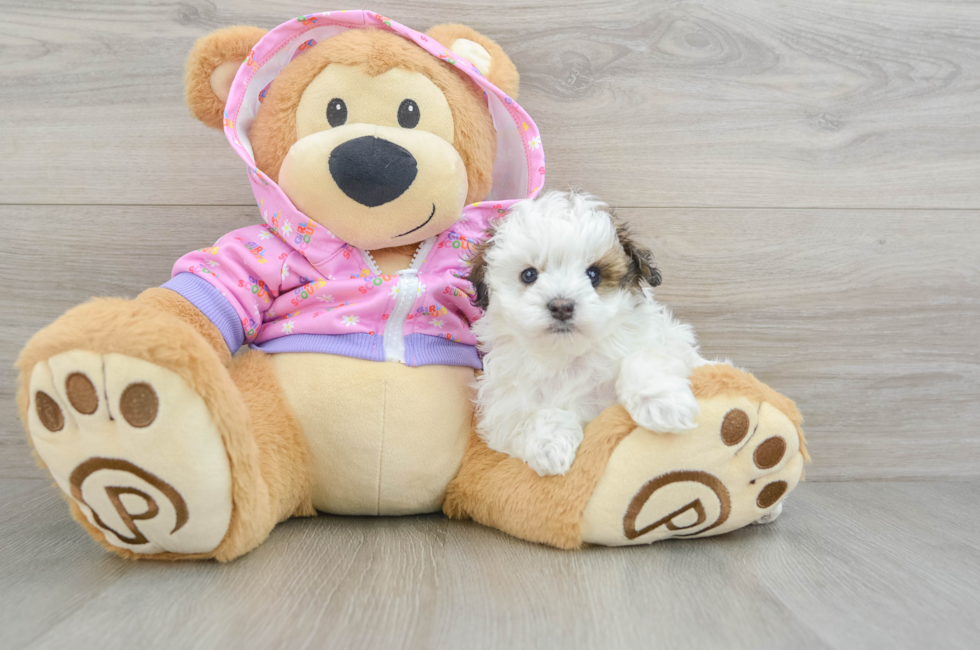 5 week old Maltipoo Puppy For Sale - Simply Southern Pups