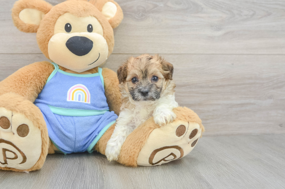 6 week old Maltipoo Puppy For Sale - Simply Southern Pups