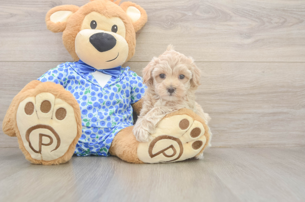 5 week old Maltipoo Puppy For Sale - Simply Southern Pups