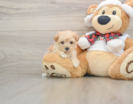 9 week old Maltipoo Puppy For Sale - Simply Southern Pups