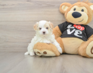 8 week old Maltipoo Puppy For Sale - Simply Southern Pups
