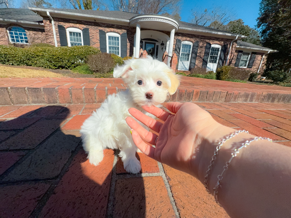 Maltipoo Puppy for Adoption