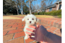 Cute Malt a Poo Poodle Mix Puppy