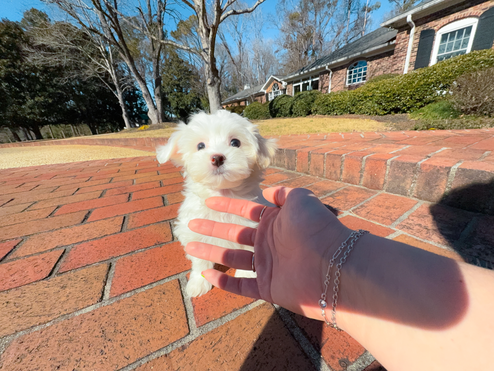 Cute Maltipoo Poodle Mix Pup