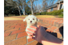 Cute Malt a Poo Poodle Mix Puppy