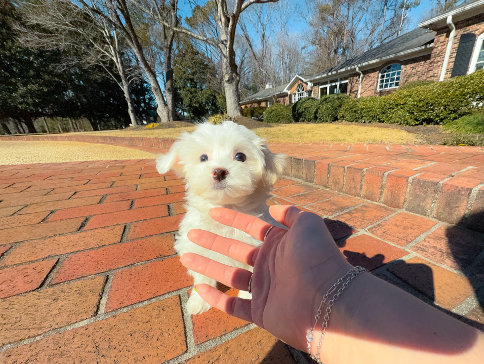 Cute Malt a Poo Poodle Mix Puppy