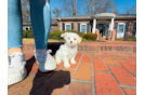 Cute Maltipoo Poodle Mix Pup