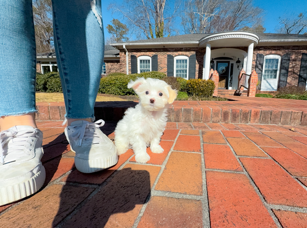 Cute Maltipoo Poodle Mix Pup