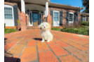 Cute Maltipoo Poodle Mix Pup