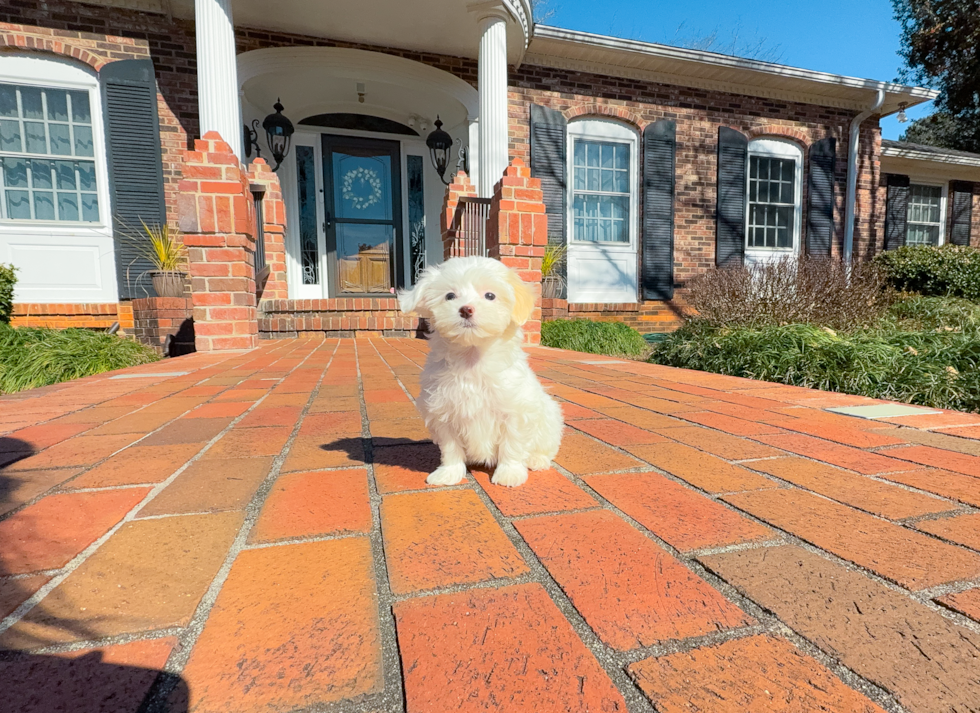 Cute Maltipoo Poodle Mix Pup