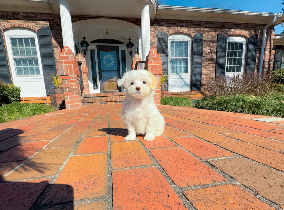 Maltipoo Puppy for Adoption