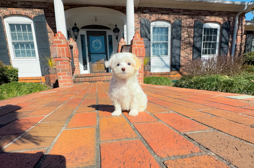 10 week old Maltipoo Puppy For Sale - Simply Southern Pups