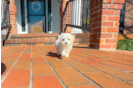 Cute Maltipoo Poodle Mix Pup