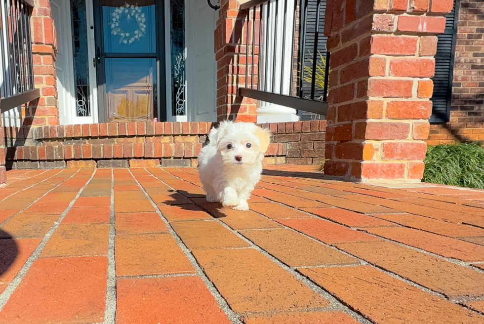 Cute Maltipoo Poodle Mix Pup