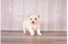 Maltipoo Puppy for Adoption