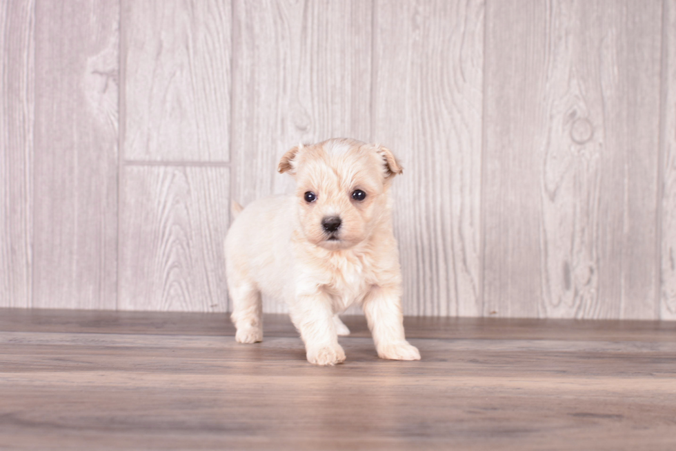Maltipoo Puppy for Adoption