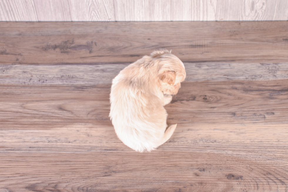 Maltipoo Pup Being Cute