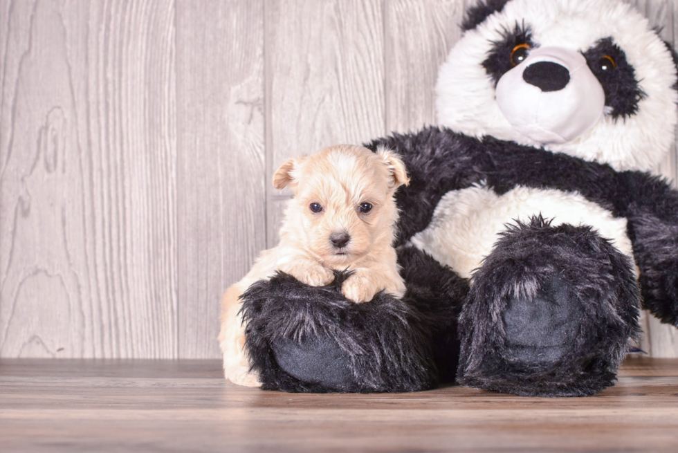 Cute Malt a Poo Poodle Mix Puppy