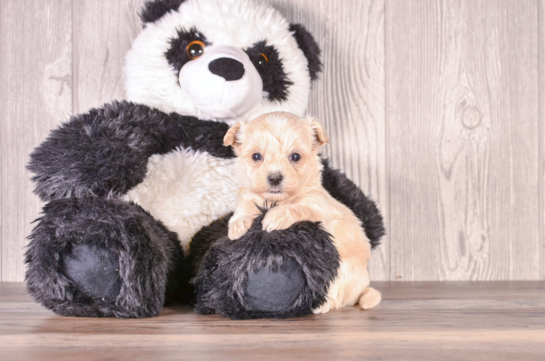 Cute Malt a Poo Poodle Mix Puppy