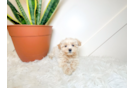 Best Maltipoo Baby