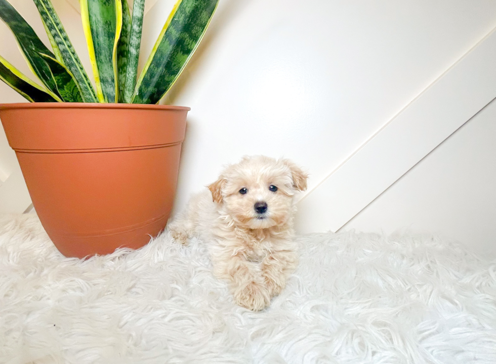 Best Maltipoo Baby