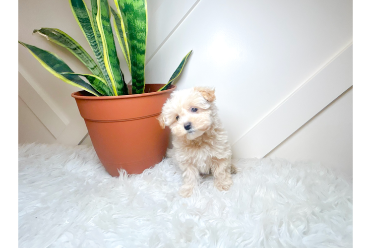 Cute Maltipoo Poodle Mix Pup