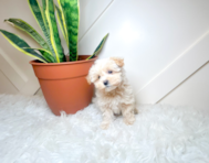 10 week old Maltipoo Puppy For Sale - Simply Southern Pups