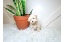 Cute Maltipoo Poodle Mix Pup