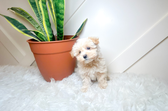 Cute Maltipoo Poodle Mix Pup