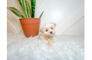Cute Maltipoo Baby