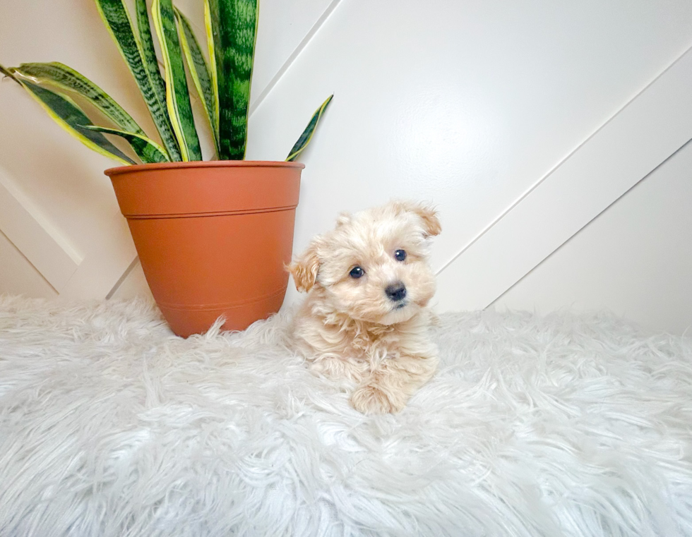 Cute Maltipoo Baby